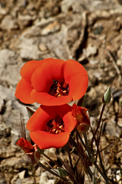 A mariposa lily - it's a rare plant and there were...