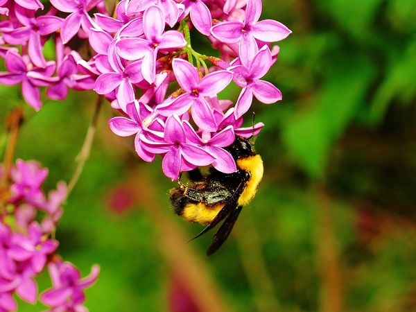 bumblebee on lilac...