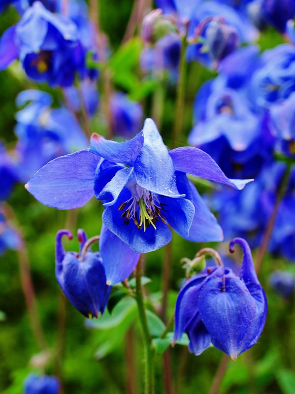 blue flowers...