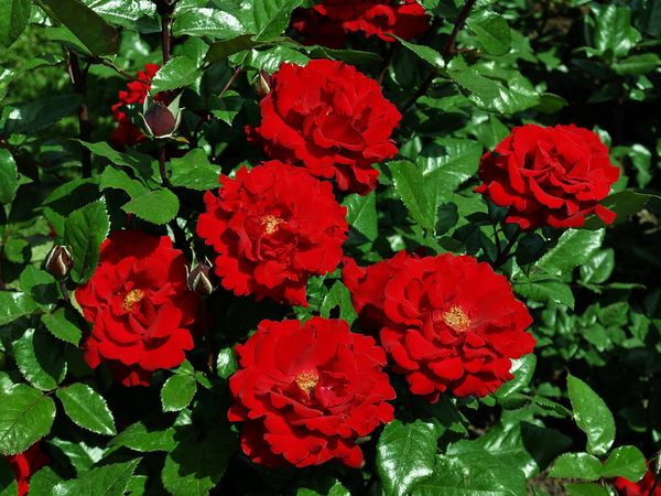 grouping of red roses...