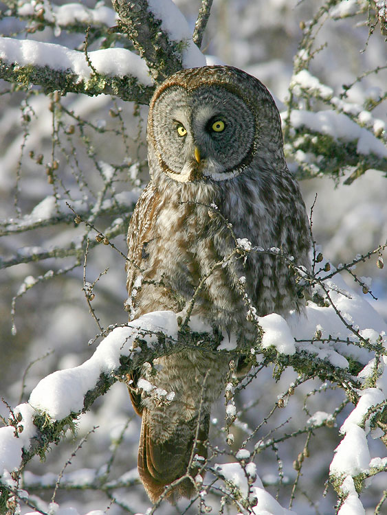 Great Gray owl...