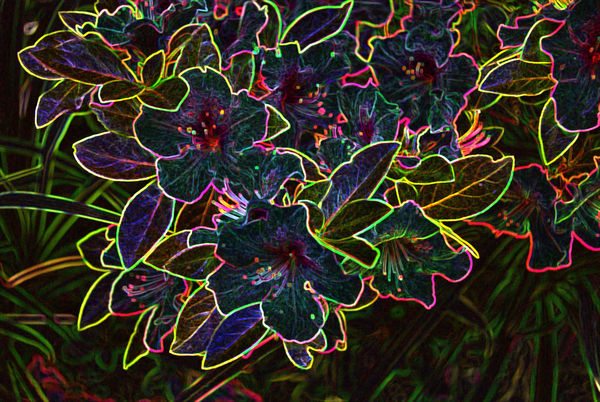 glowing edges azaleas...