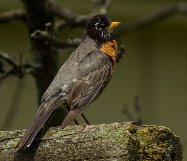 Robin photographed with a true 6500k light: The light source was ...