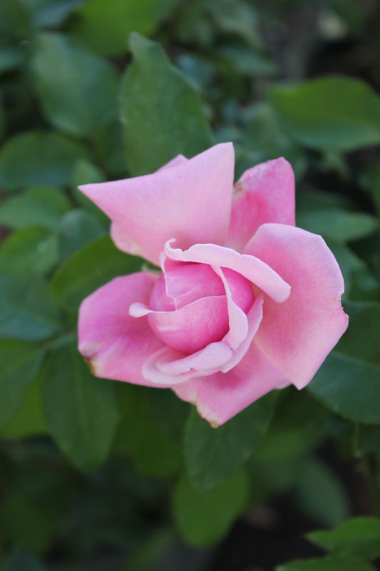 Pink Rose...