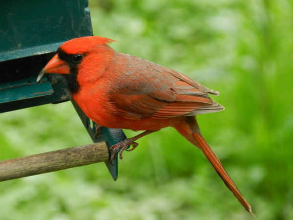 Male cardinal...