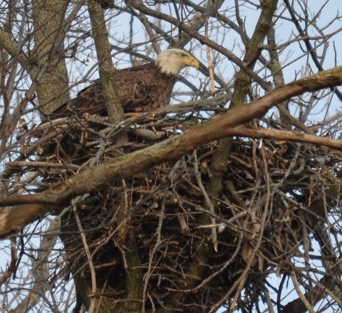 Eagle nest 1...