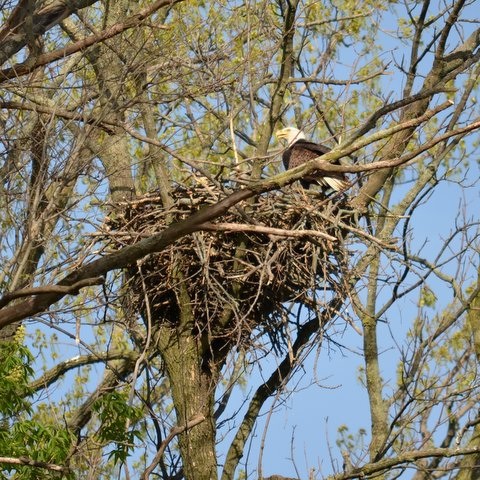 Eagle nest2...