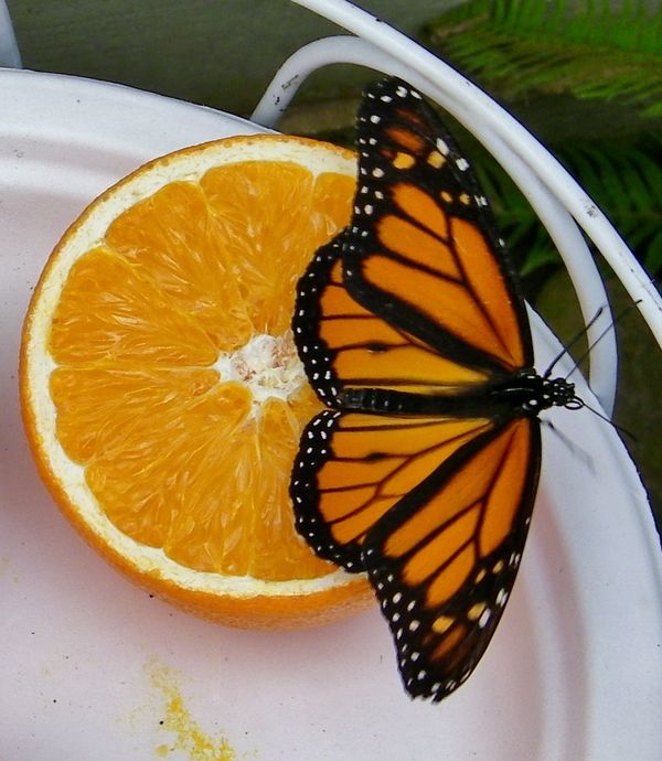 This Monarch Butterfly decided he wanted to share ...