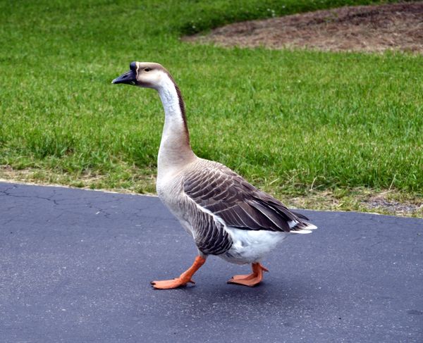 I don't know what kind of goose or duck this is?...