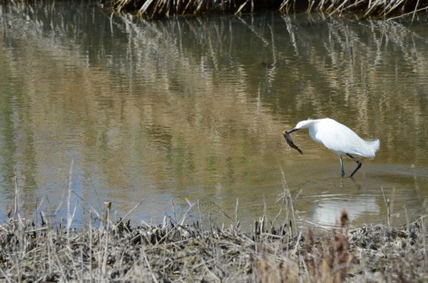 Snowy Egret and lunch...