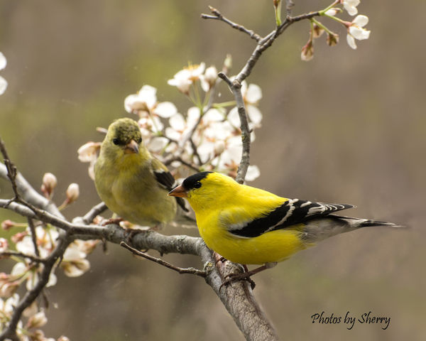 Pair of Goldfinches...