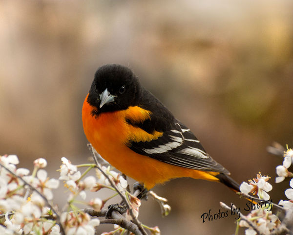 Male Oriole, have only seen 1 female and 5 males s...