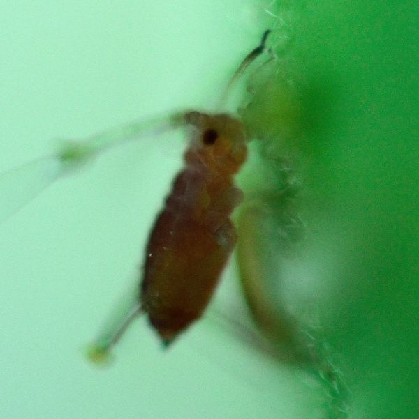 aphid...