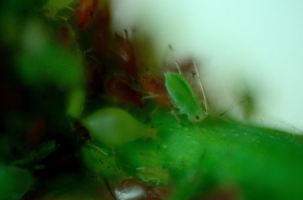 more aphids...