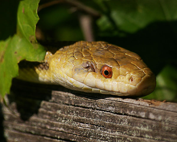Florida Rat Snake...