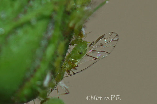 Aphids, could hardly see with my naked eye...