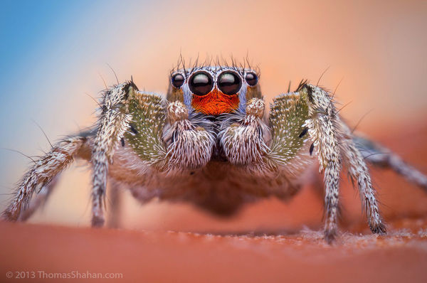 Male Habronattus virgulatus Jumping Spider - Arizo...