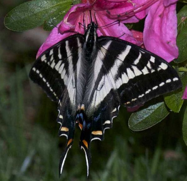 Swallowtail Butterfly and the Azalea...