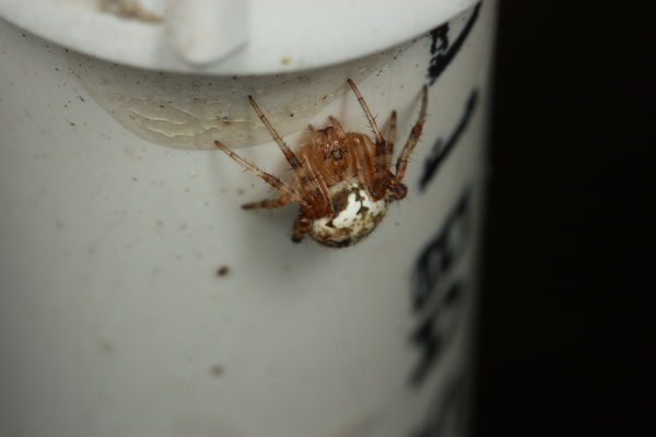 Dont know what spider this might be...