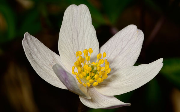 Wood anemone (wind flower)...