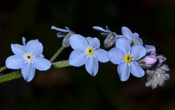 An early Water forget-me-not...