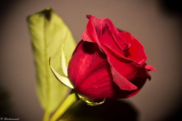 Second Rose...