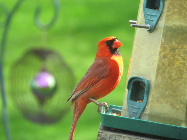 Mr Cardinal...