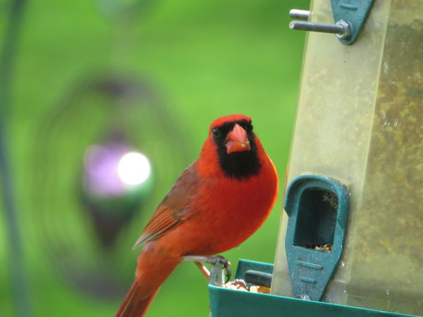 Mr Cardinal looking at me...