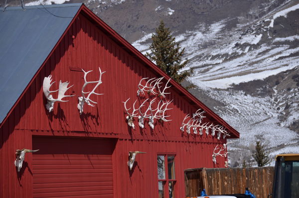 barn with old antlers...