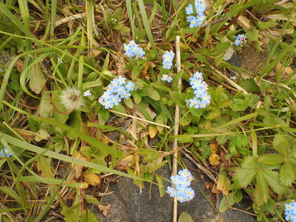 Forget Me Not I think, I'm not sure....