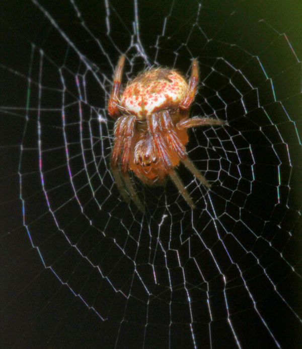 Spider 2mm...