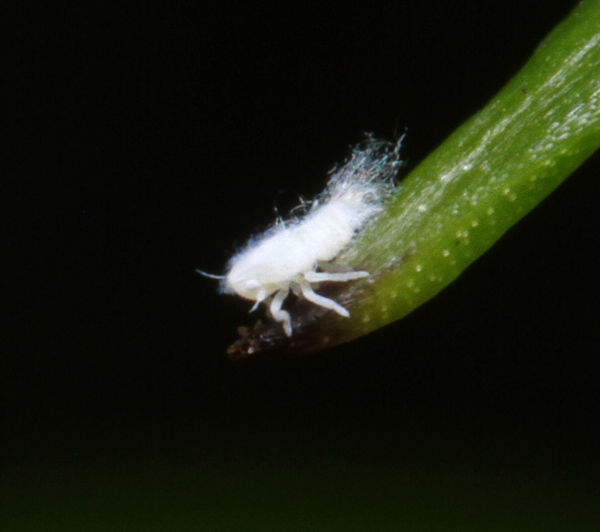 Wooly Aphid? about 1mm...