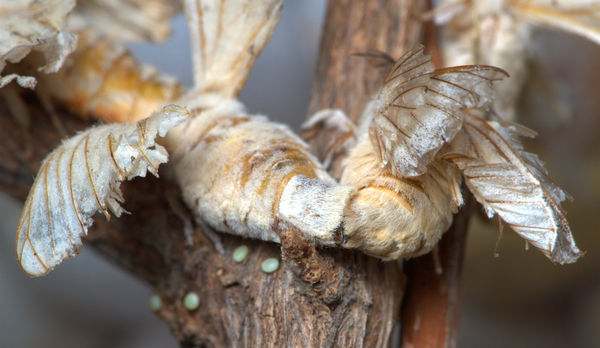 Mating Chinese Silkmoths among previously laid egg...
