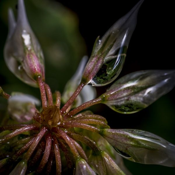 clover flower after the rain(sprinkler)...