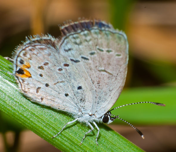 Eastern Tailed Blue Butterfly...