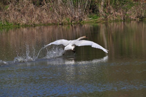 Mute swan trying for lift off...