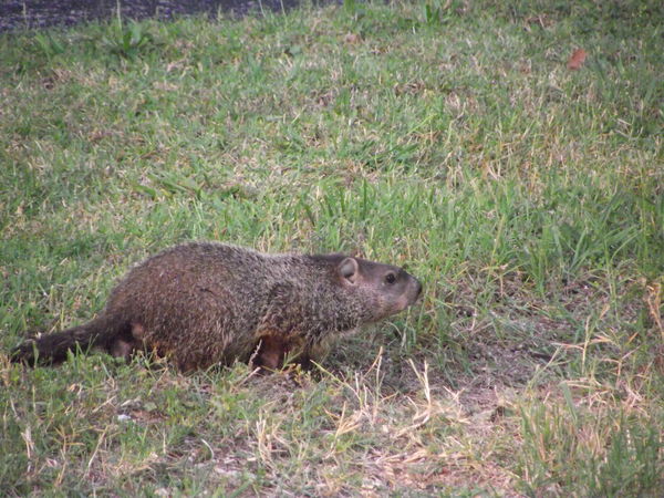 Groundhogs are plentyful in Tennessee and no they ...