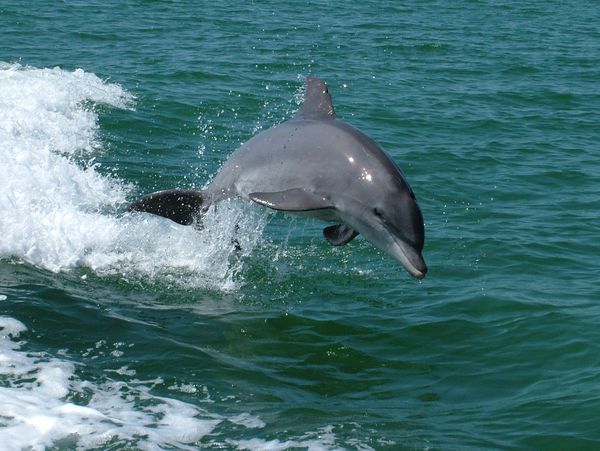 Porpoise: These bottlenose porpoises were playing in the wake of our ...