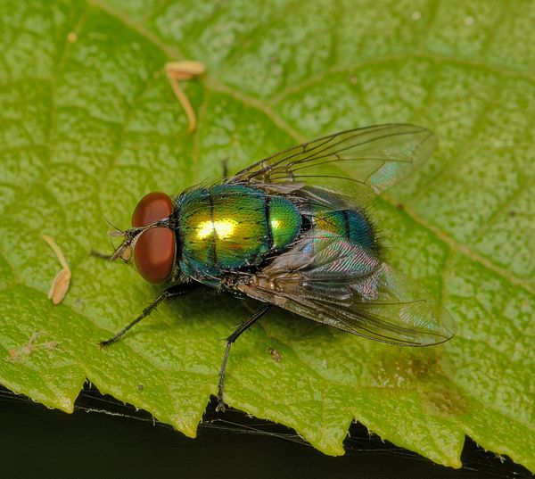 green fly...