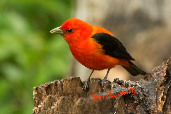 One of my favorites, the Scarlet Tanager. Just can...