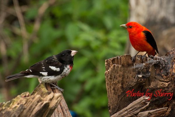 Young Grosbeak male and Tanager...