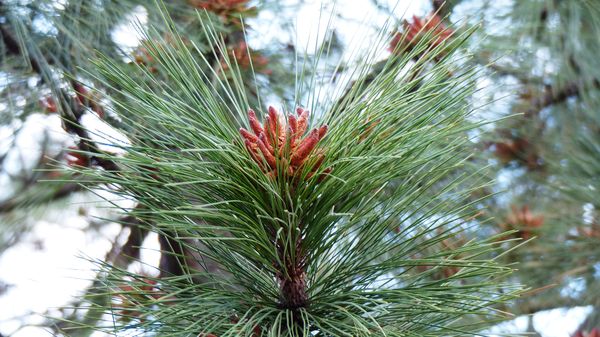 Straight up into the pine tree --Spokane...