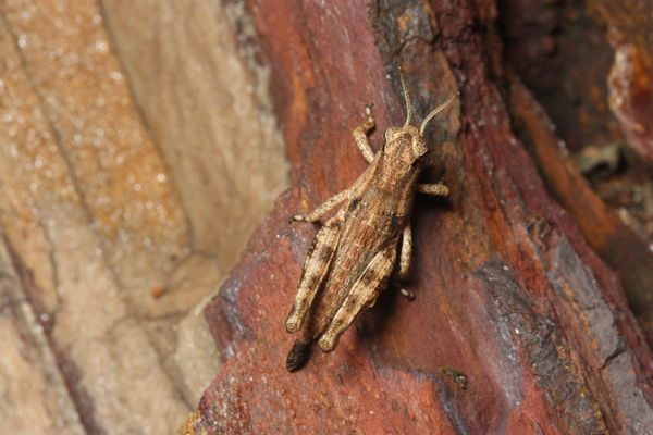 Grasshopper sitting on the petrified rock...