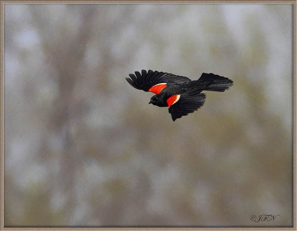 Red-winged Blackbird...
