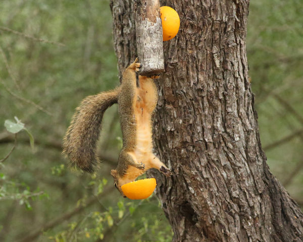 Squirrel hungry for orange...