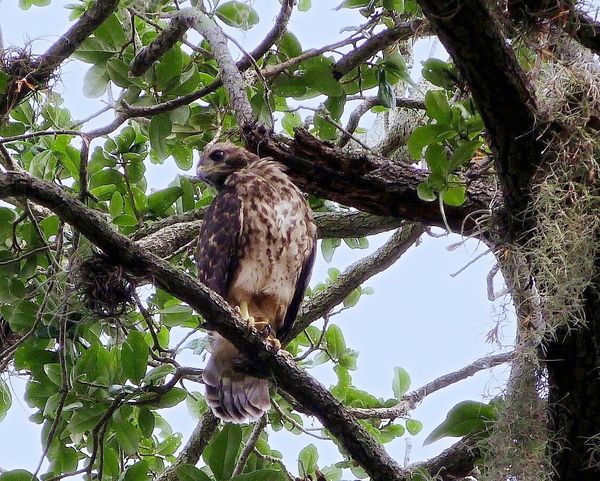 Red Shouldered Hawk strayed a short hop from the n...