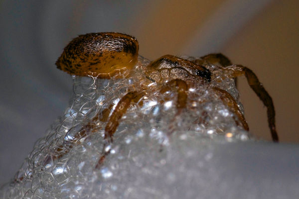 Spiders can't move when enclosed in bubbles, but b...