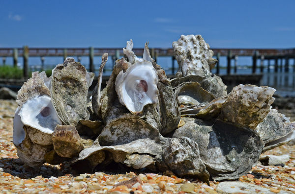 oyster shells...