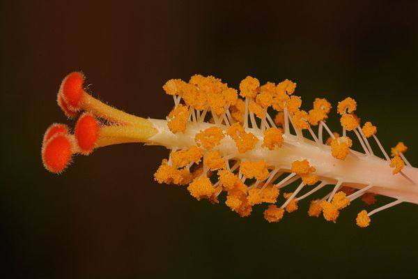 Orange stigma (female) and yellow pollen on stamen...