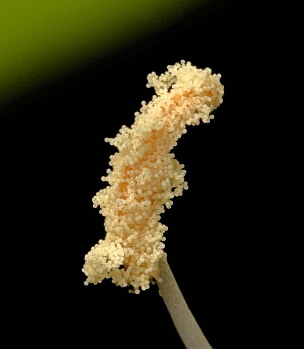 honeysuckle anther with pollen grains...